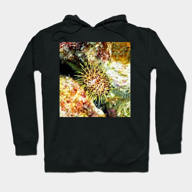 Jewell Sea Urchin on a Coral Reef Hoodie by Scubagirlamy